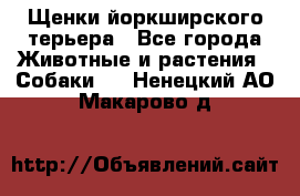 Щенки йоркширского терьера - Все города Животные и растения » Собаки   . Ненецкий АО,Макарово д.